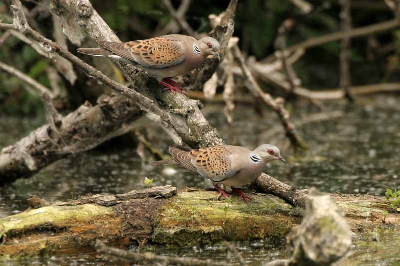 Tortora - Streptopelia turtur